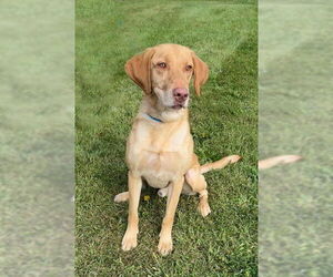 Mutt Dogs for adoption in Genesee, WI, USA