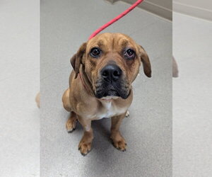 Beagle-Mastiff Mix Dogs for adoption in La Porte, IN, USA
