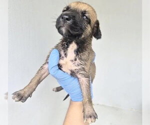 German Shepherd Dog-Unknown Mix Dogs for adoption in Houston, TX, USA