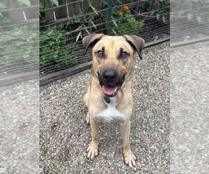 Mutt Dogs for adoption in Springdale, PA, USA