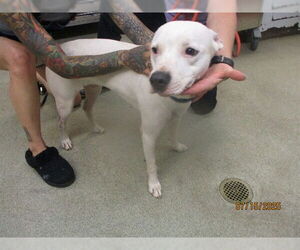 American Pit Bull Terrier Dogs for adoption in Oklahoma City, OK, USA