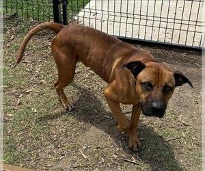 American Staffordshire Terrier-Unknown Mix Dogs for adoption in San Antonio, TX, USA