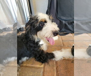 Bernese Mountain Dog-Unknown Mix Dogs for adoption in Valrico, FL, USA