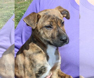 Black Mouth Cur-Retriever Mix Dogs for adoption in Prattville, AL, USA
