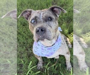 Mutt Dogs for adoption in Tulsa, OK, USA