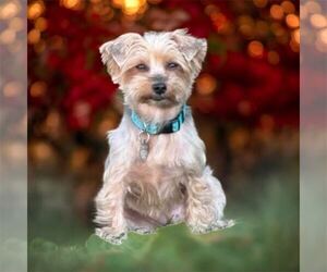 Mutt Dogs for adoption in Pacolet, SC, USA