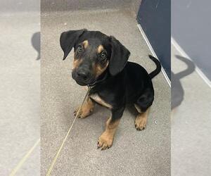 Black and Tan Coonhound Dogs for adoption in HESPERIA, CA, USA
