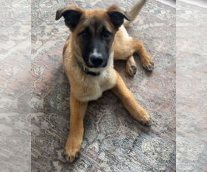 Shepradors Dogs for adoption in Princeton, MN, USA