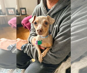 Chihuahua-Unknown Mix Dogs for adoption in New London, WI, USA