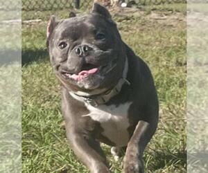 Bulldog-Unknown Mix Dogs for adoption in Tavares, FL, USA