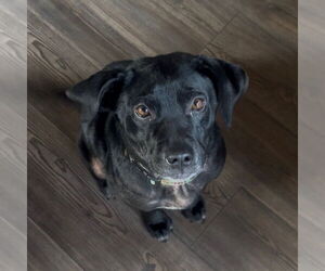 Labbe Dogs for adoption in Mouth Of Wilson, VA, USA