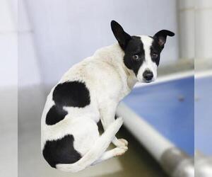 Mutt Dogs for adoption in San Antonio, TX, USA