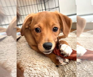 Chihuahua-Unknown Mix Dogs for adoption in Wakefield, RI, USA