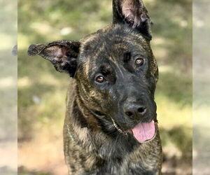 Huskies -Unknown Mix Dogs for adoption in Cranford, NJ, USA