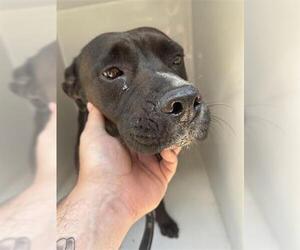 American Pit Bull Terrier-Unknown Mix Dogs for adoption in Houston, TX, USA