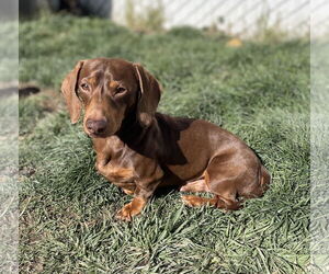 Dachshund Dogs for adoption in Hesperia, CA, USA