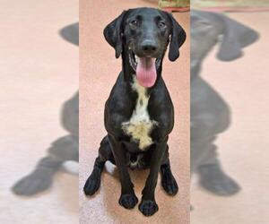 German Shorthaired Lab Dogs for adoption in Ogden, UT, USA