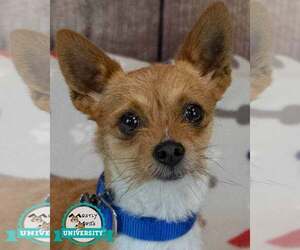 Chihuahua-Unknown Mix Dogs for adoption in Kennesaw, GA, USA