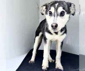 Siberian Husky-Unknown Mix Dogs for adoption in Houston, TX, USA