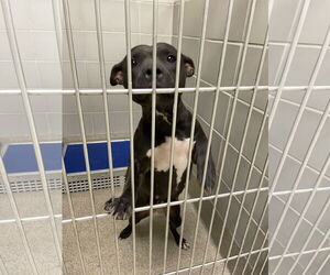 American Pit Bull Terrier-Unknown Mix Dogs for adoption in Virginia Beach, VA, USA