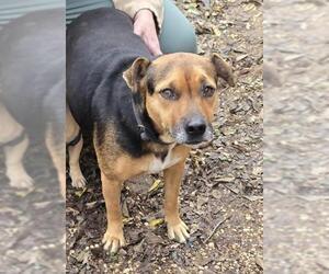 Mutt Dogs for adoption in San Antonio, TX, USA