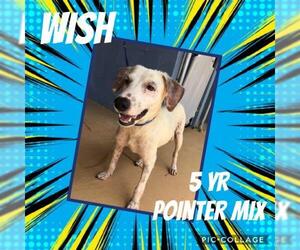 Pointer-Unknown Mix Dogs for adoption in Franklinton, LA, USA