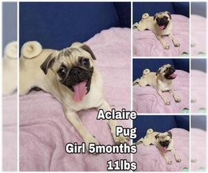 Pug Dogs for adoption in Seattle, WA, USA