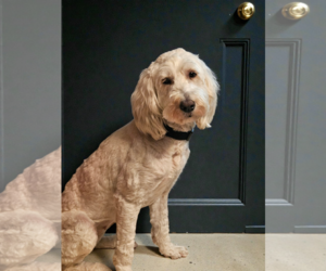 Goldendoodle Dogs for adoption in Farmington, MN, USA