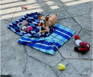 Chihuahua Dogs for adoption in Fremont, CA, USA