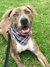 American Staffordshire Terrier Dogs for adoption in San Diego, CA, USA