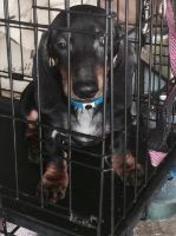 Dachshund Dogs for adoption in Claremore, OK, USA