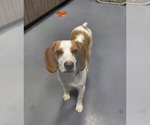 Beagle-Unknown Mix Dogs for adoption in South Bend, IN, USA