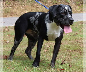 Catahoula Leopard Dog-Unknown Mix Dogs for adoption in Prattville, AL, USA
