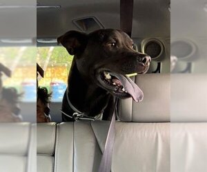 Mastiff Dogs for adoption in San Antonio, TX, USA