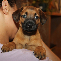 Medium Photo #1 Labrador Retriever-Unknown Mix Puppy For Sale in Helotes, TX, USA