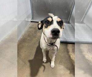 Mutt Dogs for adoption in Mobile, AL, USA