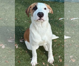 Mutt Dogs for adoption in Woodbury, NY, USA