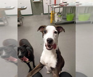 Labrador Retriever-Unknown Mix Dogs for adoption in Corpus Christi, TX, USA