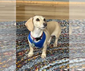 Dachshund Dogs for adoption in Sioux Falls, SD, USA
