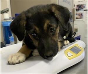 Australian Shepherd-Unknown Mix Dogs for adoption in Visalia, CA, USA