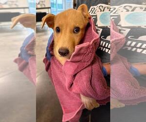 Labrenees Dogs for adoption in Rockwall, TX, USA