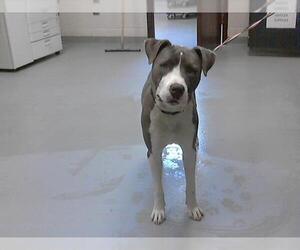 American Pit Bull Terrier Dogs for adoption in Fayetteville, NC, USA