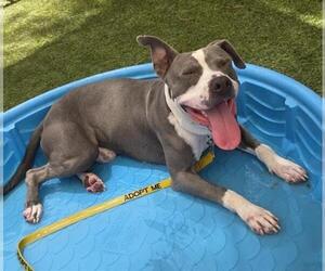 American Pit Bull Terrier-Unknown Mix Dogs for adoption in Las Vegas, NV, USA