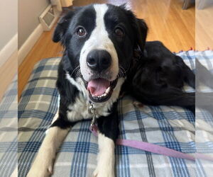 Border Collie-Unknown Mix Dogs for adoption in Fargo, ND, USA