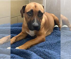 German Shepherd Dog Dogs for adoption in Riverside, CA, USA