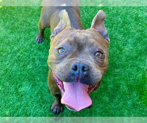 French Bulldog-Unknown Mix Dogs for adoption in Moreno Valley, CA, USA