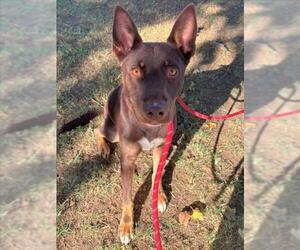 American Staffordshire Terrier-German Shepherd Dog Mix Dogs for adoption in Woodland, CA, USA