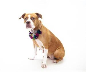 Bullboxer Pit Dogs for adoption in Orlando, FL, USA