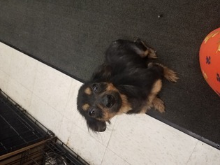 Dachshund Dogs for adoption in columbus, OH, USA
