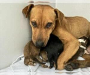 Redbone Coonhound-Unknown Mix Dogs for adoption in Houston, TX, USA